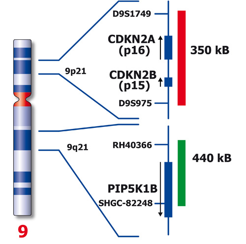 IVD CDKN2A/9q21 (tissue) 製品画像 Back View S